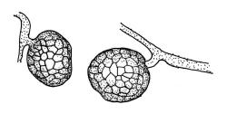 Bryum ruderale, tubers.  Drawn from J.T. Linzey 774, CHR 515484.
 Image: R.C. Wagstaff © Landcare Research 2015 